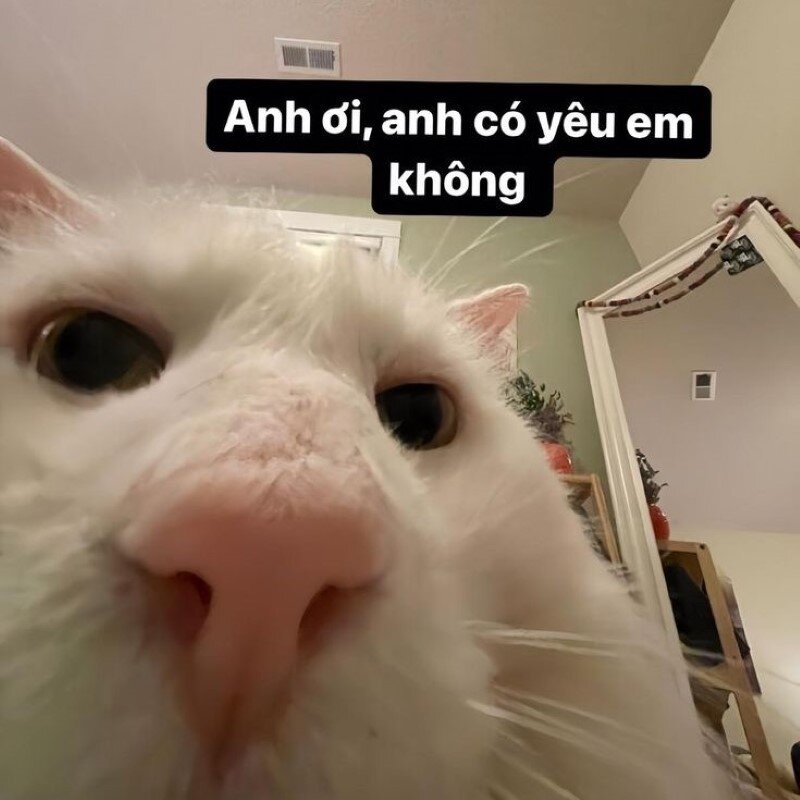 100+ Meme Cute Siêu Đáng Yêu: Cười Tẹt Ga Mỗi Ngày!
