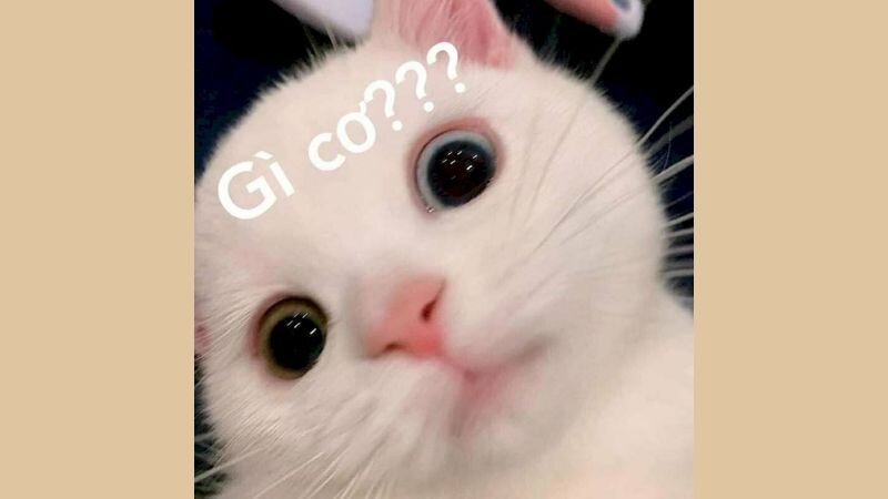Cập nhật +500 meme mèo cute mới nhất theo chủ đề (Tình yêu, Công việc, Học tập,...)