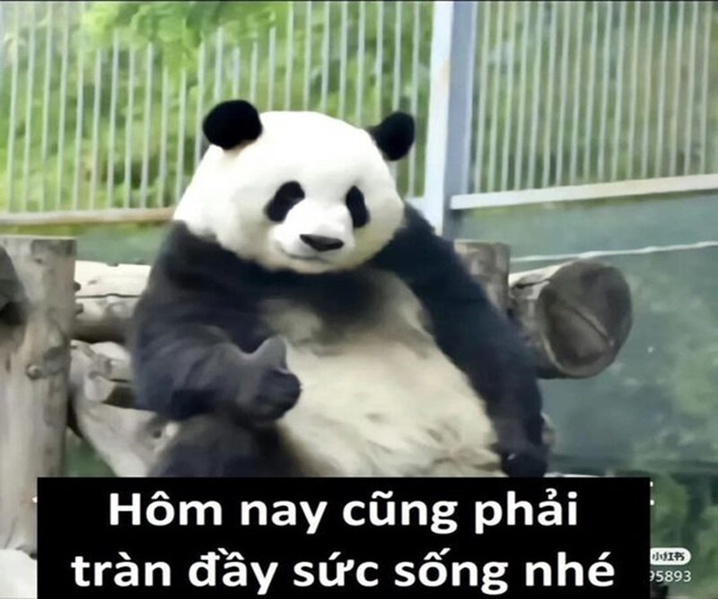 Điểm danh các trang web và cộng đồng meme gấu trúc lớn nhất hiện nay
