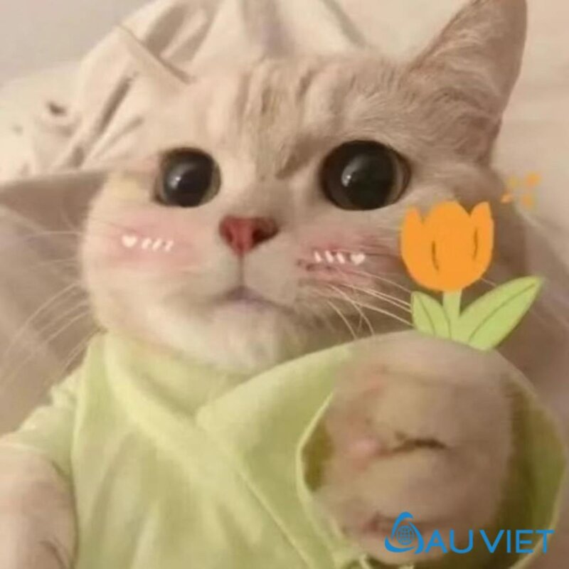 Giải thích nguồn gốc và sự phát triển của văn hóa meme mèo trên internet