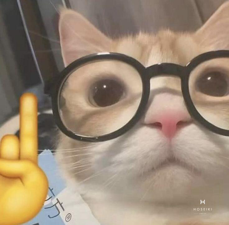 Tổng hợp 15 meme mèo kinh điển và phân tích yếu tố hài hước của từng meme
