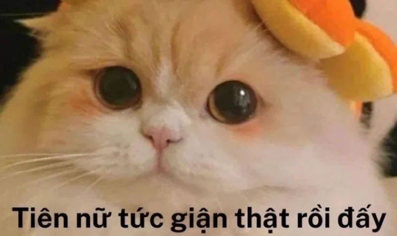 Tổng hợp 5 kênh/fanpage chuyên về meme cute được yêu thích nhất