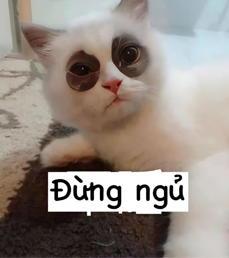 Tổng hợp 50+ Meme Mèo Bựa Hài Hước Nhất Hiện Nay