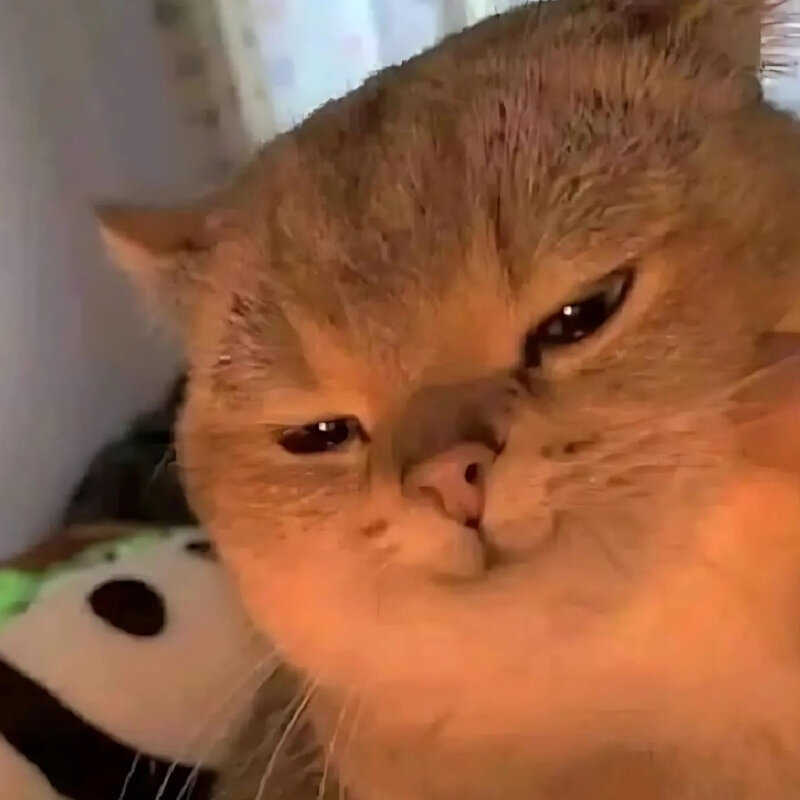 Tổng hợp Meme Mèo Bựa Cười Rụng Rốn | Xem Ngay Loạt Ảnh Chế Bá Đạo