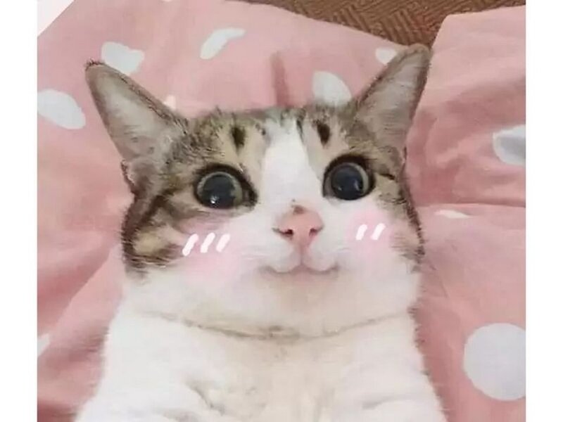 Trình bày 100+ meme cute được phân loại theo chủ đề phổ biến