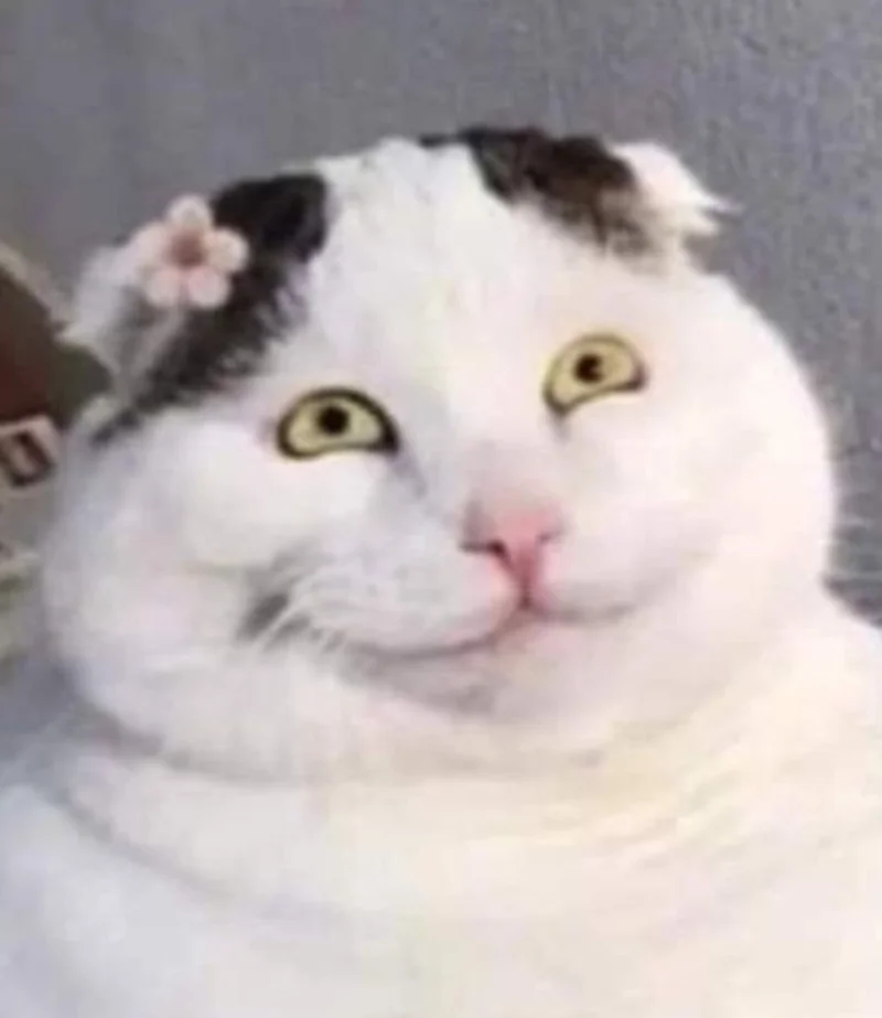 Tuyển Chọn +999+ Meme Mèo Cute, Hài Hước Nhất 2024