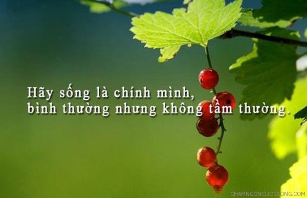 Kết luận
