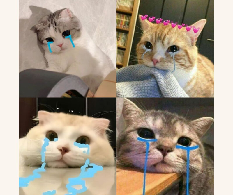 Xác định 5 đặc điểm tạo nên sự thành công của một meme mèo hài hước